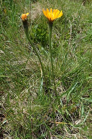 Scorzoneroides crocea \ Safrangelber Schuppenlwenzahn, A Kärnten, Koralpe 5.7.2023