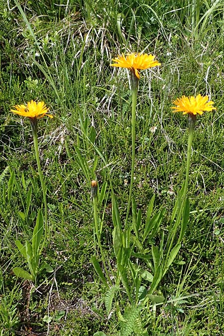 Scorzoneroides crocea \ Safrangelber Schuppenlwenzahn, A Kärnten, Koralpe 5.7.2023