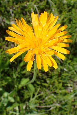 Scorzoneroides crocea \ Safrangelber Schuppenlwenzahn, A Kärnten, Koralpe 5.7.2023
