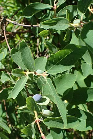 Lonicera caerulea \ Blaue Heckenkirsche / Blue-Berried Honeysuckle, Bearberry Honeysuckle, A Krimml 1.7.2025