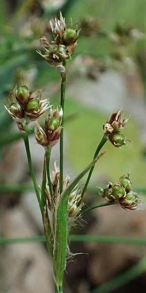 Luzula divulgata \ Trockenwald-Hainsimse, Schlanke Feld-Hainsimse / Slender Wood-Rush, A Hollabrunn 11.5.2025