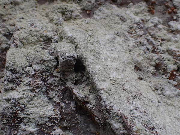 Lecanorales specG ? \ Flechte / Lichen, A Türnitz 6.5.2022