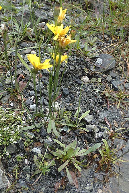 Crepis jacquinii \ Jacquins Pippau / Jacquin's Hawk's-Beard, A Felbertal, Hintersee 4.7.2025