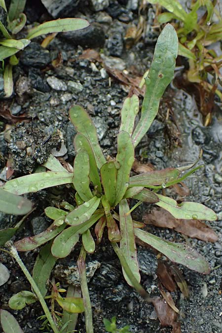 Crepis jacquinii \ Jacquins Pippau / Jacquin's Hawk's-Beard, A Felbertal, Hintersee 4.7.2025