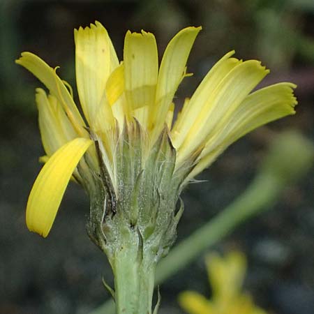 Crepis jacquinii \ Jacquins Pippau / Jacquin's Hawk's-Beard, A Felbertal, Hintersee 4.7.2025