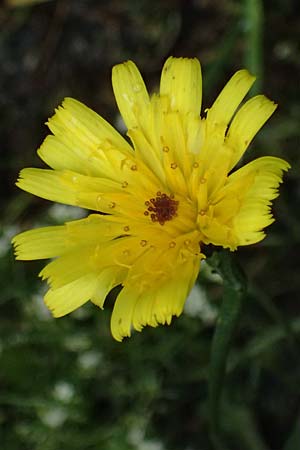 Crepis jacquinii \ Jacquins Pippau / Jacquin's Hawk's-Beard, A Felbertal, Hintersee 4.7.2025