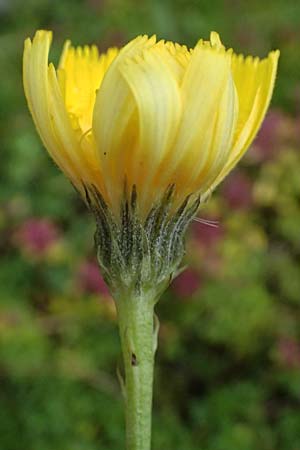 Crepis jacquinii \ Jacquins Pippau / Jacquin's Hawk's-Beard, A Felbertal, Hintersee 4.7.2025