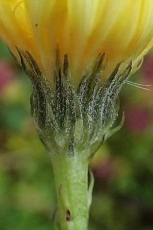 Crepis jacquinii \ Jacquins Pippau / Jacquin's Hawk's-Beard, A Felbertal, Hintersee 4.7.2025
