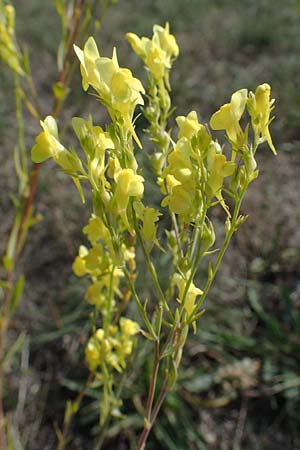 Linaria genistifolia \ Ginsterbl�ttriges Leinkraut / Broomleaf Toadflax, A Siegendorf 24.9.2022