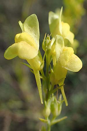 Linaria genistifolia \ Ginsterbl�ttriges Leinkraut / Broomleaf Toadflax, A Siegendorf 24.9.2022