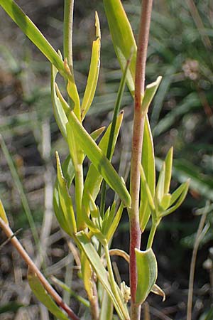 Linaria genistifolia \ Ginsterbl�ttriges Leinkraut / Broomleaf Toadflax, A Siegendorf 24.9.2022
