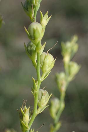 Linaria genistifolia \ Ginsterbl�ttriges Leinkraut / Broomleaf Toadflax, A Siegendorf 24.9.2022