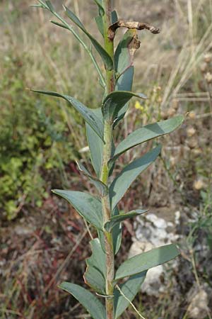 Linaria genistifolia \ Ginsterbl�ttriges Leinkraut / Broomleaf Toadflax, A Breitenbrunn 24.9.2022