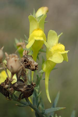 Linaria genistifolia \ Ginsterbl�ttriges Leinkraut / Broomleaf Toadflax, A Breitenbrunn 24.9.2022