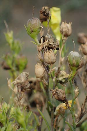 Linaria genistifolia \ Ginsterbl�ttriges Leinkraut / Broomleaf Toadflax, A Breitenbrunn 24.9.2022