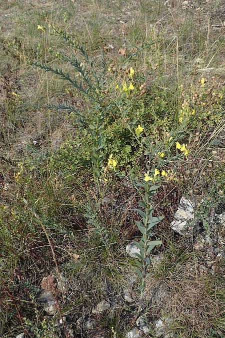 Linaria genistifolia \ Ginsterbl�ttriges Leinkraut / Broomleaf Toadflax, A Breitenbrunn 24.9.2022