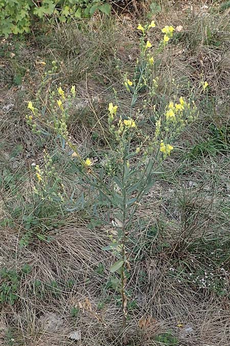 Linaria genistifolia \ Ginsterbl�ttriges Leinkraut / Broomleaf Toadflax, A Breitenbrunn 24.9.2022