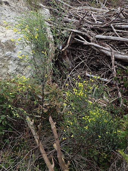 Linaria genistifolia \ Ginsterbl�ttriges Leinkraut / Broomleaf Toadflax, A Breitenbrunn 24.9.2022