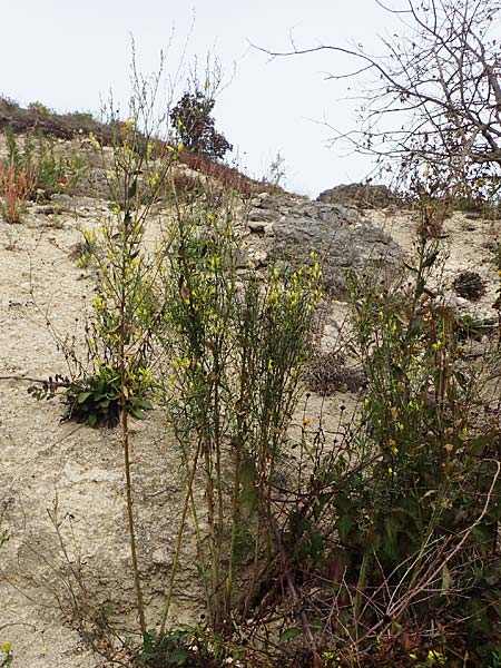 Linaria genistifolia \ Ginsterbl�ttriges Leinkraut / Broomleaf Toadflax, A Breitenbrunn 24.9.2022