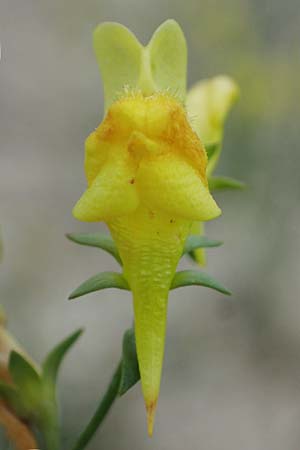 Linaria genistifolia \ Ginsterbl�ttriges Leinkraut / Broomleaf Toadflax, A Breitenbrunn 24.9.2022
