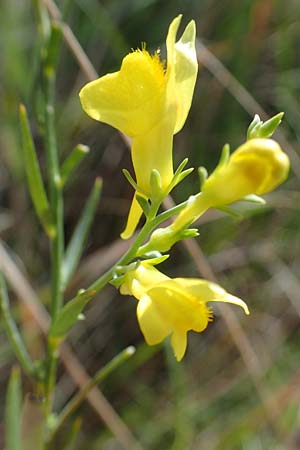 Linaria genistifolia \ Ginsterbl�ttriges Leinkraut / Broomleaf Toadflax, A Seewinkel, Podersdorf 28.9.2022