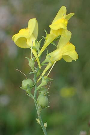 Linaria genistifolia \ Ginsterbl�ttriges Leinkraut / Broomleaf Toadflax, A Gols 28.9.2022