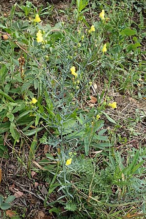 Linaria genistifolia \ Ginsterbl�ttriges Leinkraut / Broomleaf Toadflax, A Gols 28.9.2022