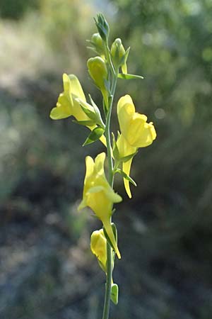 Linaria genistifolia \ Ginsterbl�ttriges Leinkraut / Broomleaf Toadflax, A Bisamberg 12.8.2025