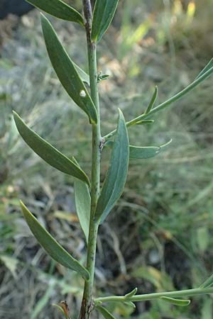 Linaria genistifolia \ Ginsterbl�ttriges Leinkraut / Broomleaf Toadflax, A Bisamberg 12.8.2025