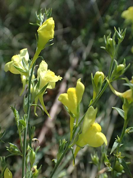 Linaria genistifolia \ Ginsterbl�ttriges Leinkraut / Broomleaf Toadflax, A Neusiedl am See 13.8.2025
