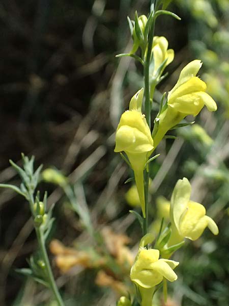 Linaria genistifolia \ Ginsterbl�ttriges Leinkraut / Broomleaf Toadflax, A Neusiedl am See 13.8.2025