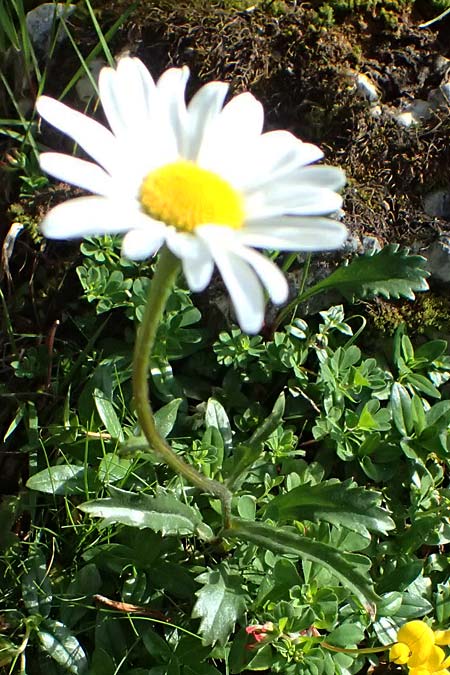 Leucanthemum atratum subsp. halleri / Haller's Ox-Eye Daisy, A Trenchtling 6.7.2024