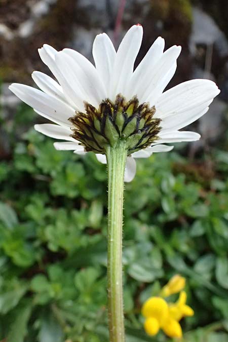 Leucanthemum atratum subsp. halleri / Haller's Ox-Eye Daisy, A Trenchtling 6.7.2024