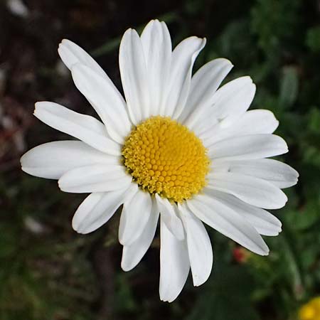 Leucanthemum atratum subsp. halleri / Haller's Ox-Eye Daisy, A Trenchtling 6.7.2024