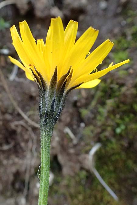 Scorzoneroides helvetica \ Schweizer Schuppenlwenzahn / Swiss Hawkbit, A Kolm Saigurn 2.7.2025