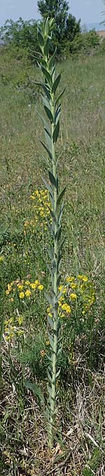 Linaria genistifolia \ Ginsterbl�ttriges Leinkraut / Broomleaf Toadflax, A Seewinkel, Podersdorf 9.5.2022