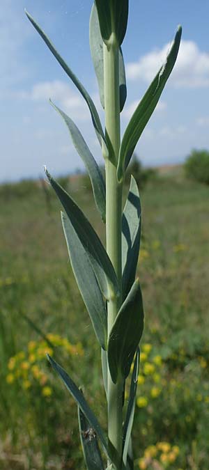 Linaria genistifolia \ Ginsterbl�ttriges Leinkraut / Broomleaf Toadflax, A Seewinkel, Podersdorf 9.5.2022