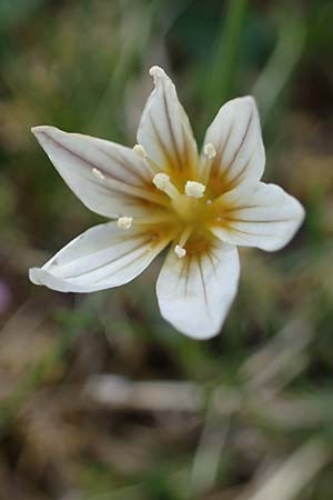 Gagea serotina \ Spte Faltenlilie, A Wölzer Tauern, Kleiner Zinken 26.6.2021