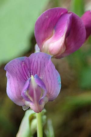 Lathyrus linifolius \ Berg-Platterbse / Bitter Vetchling, A Garanas 13.5.2025