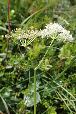 Ligusticum mutellina \ Alpen-Mutterwurz / Mutelline, A Niedere Tauern, S&ouml;lk-Pass 26.7.2021