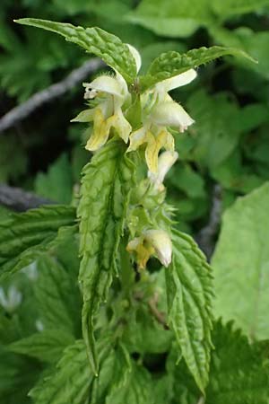 Lamium montanum \ Berg-Goldnessel / Mountain Yellow Archangel, A Trenchtling 6.7.2024