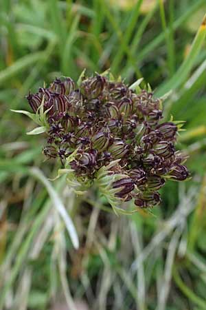 Ligusticum mutellina \ Alpen-Mutterwurz / Mutelline, A Gro&szlig;glockner 11.8.2025