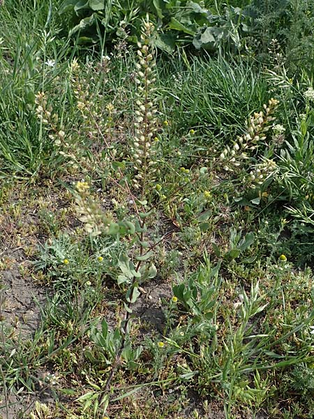 Lepidium perfoliatum \ Durchwachsenbl�ttrige Kresse, A Seewinkel, Apetlon 8.5.2022