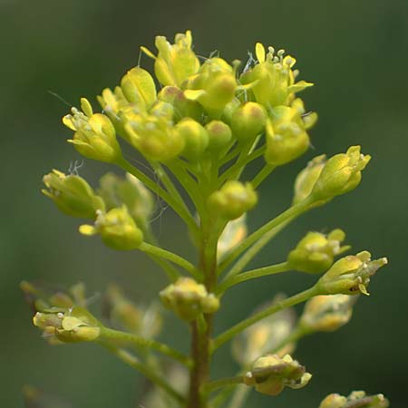 Lepidium perfoliatum \ Durchwachsenbl�ttrige Kresse, A Seewinkel, Apetlon 8.5.2022