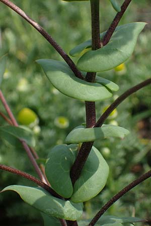 Lepidium perfoliatum \ Durchwachsenbl�ttrige Kresse, A Seewinkel, Apetlon 8.5.2022