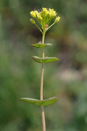Lepidium perfoliatum \ Durchwachsenbl�ttrige Kresse, A Seewinkel, Apetlon 8.5.2022