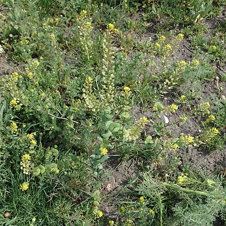 Lepidium perfoliatum \ Durchwachsenbl�ttrige Kresse, A Seewinkel, Apetlon 8.5.2022