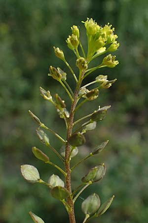 Lepidium perfoliatum \ Durchwachsenbl�ttrige Kresse, A Seewinkel, Apetlon 8.5.2022