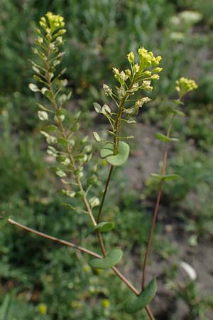 Lepidium perfoliatum \ Durchwachsenbl�ttrige Kresse, A Seewinkel, Apetlon 8.5.2022