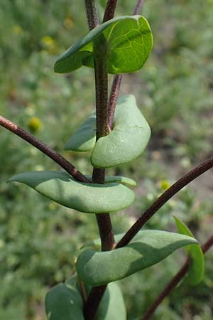 Lepidium perfoliatum \ Durchwachsenbl�ttrige Kresse, A Seewinkel, Apetlon 8.5.2022